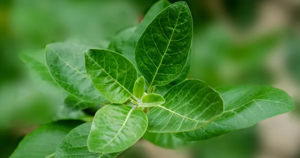 paras ashwagandha testi